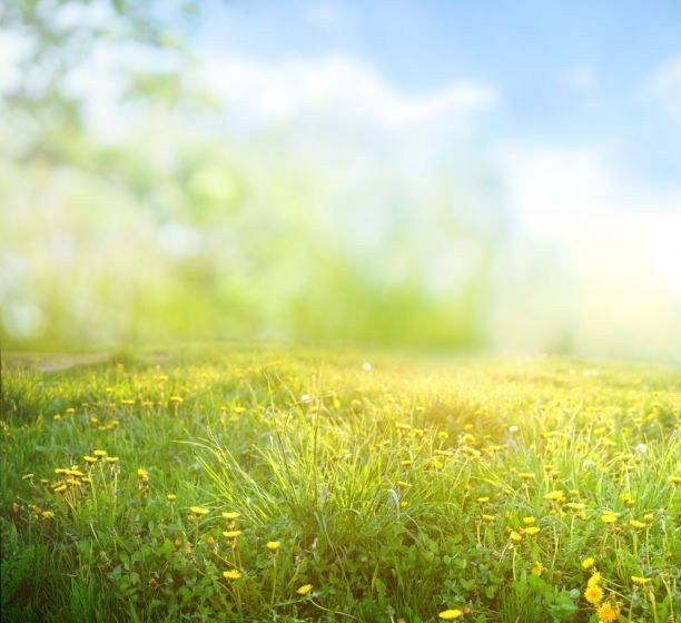 Beautiful meadow field with fresh grass and yellow dandelion flowers in nature against a blurry blue sky with clouds. Summer spring perfect natural landscape.