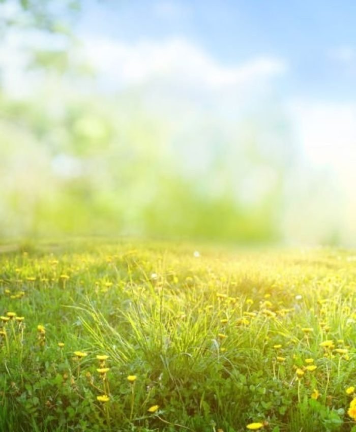 Beautiful meadow field with fresh grass and yellow dandelion flowers in nature against a blurry blue sky with clouds. Summer spring perfect natural landscape.